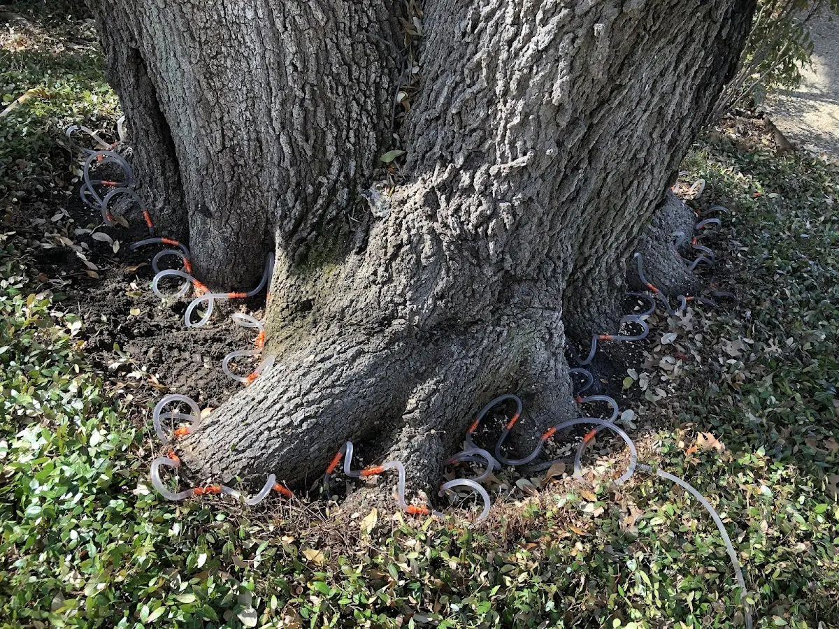 Detailed Tree Cabling and Bracing job site in Okoboji