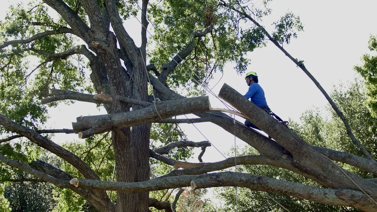 Professional Crown Thinning performed by certified arborists in Okoboji