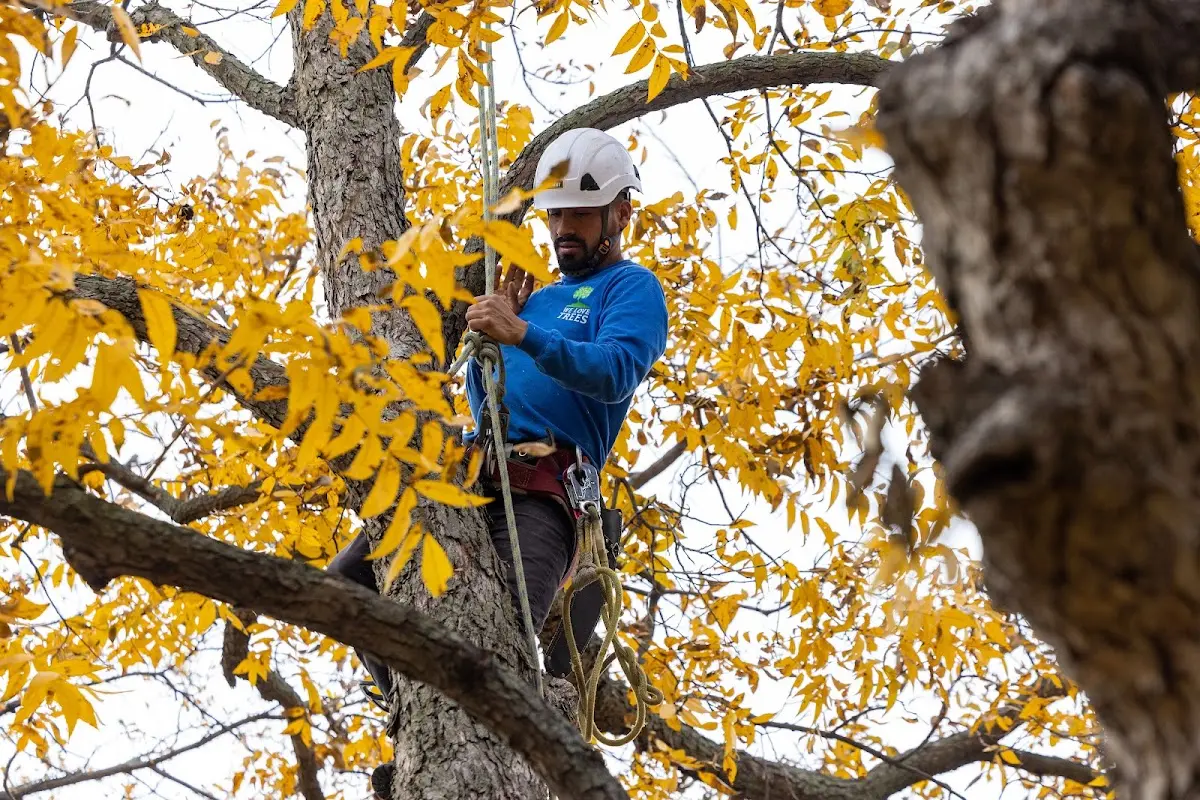 Skilled Tree Pruning crew working in Okoboji
